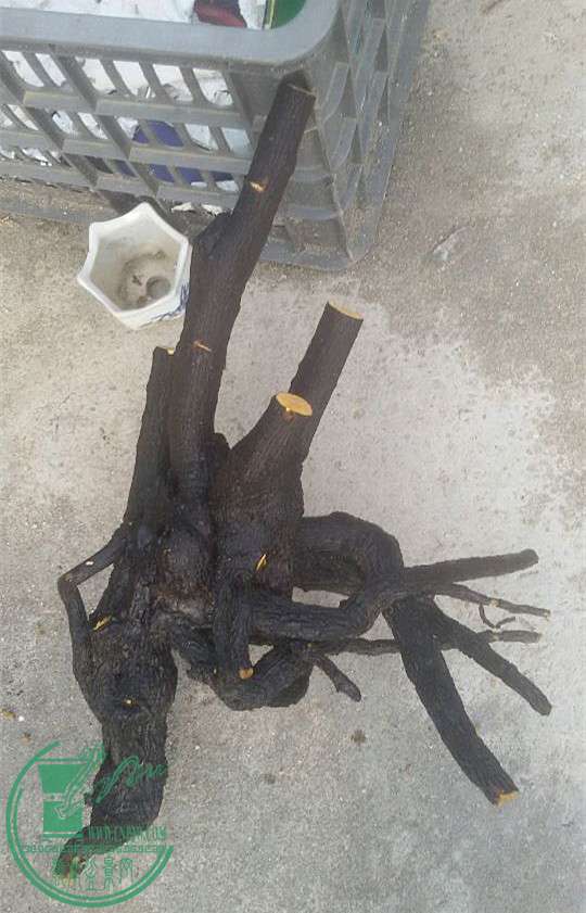 32_.jpg