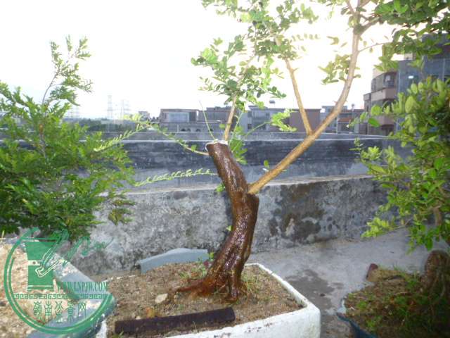 P1140260.JPG