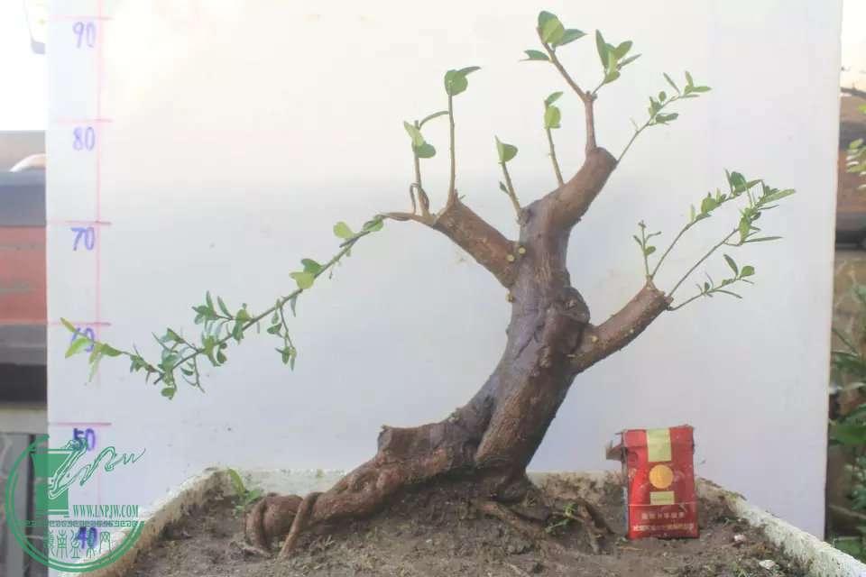 psb (3).jpg