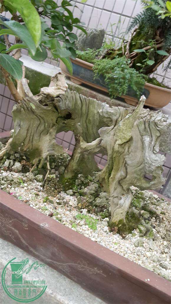 20150704_145117.JPG