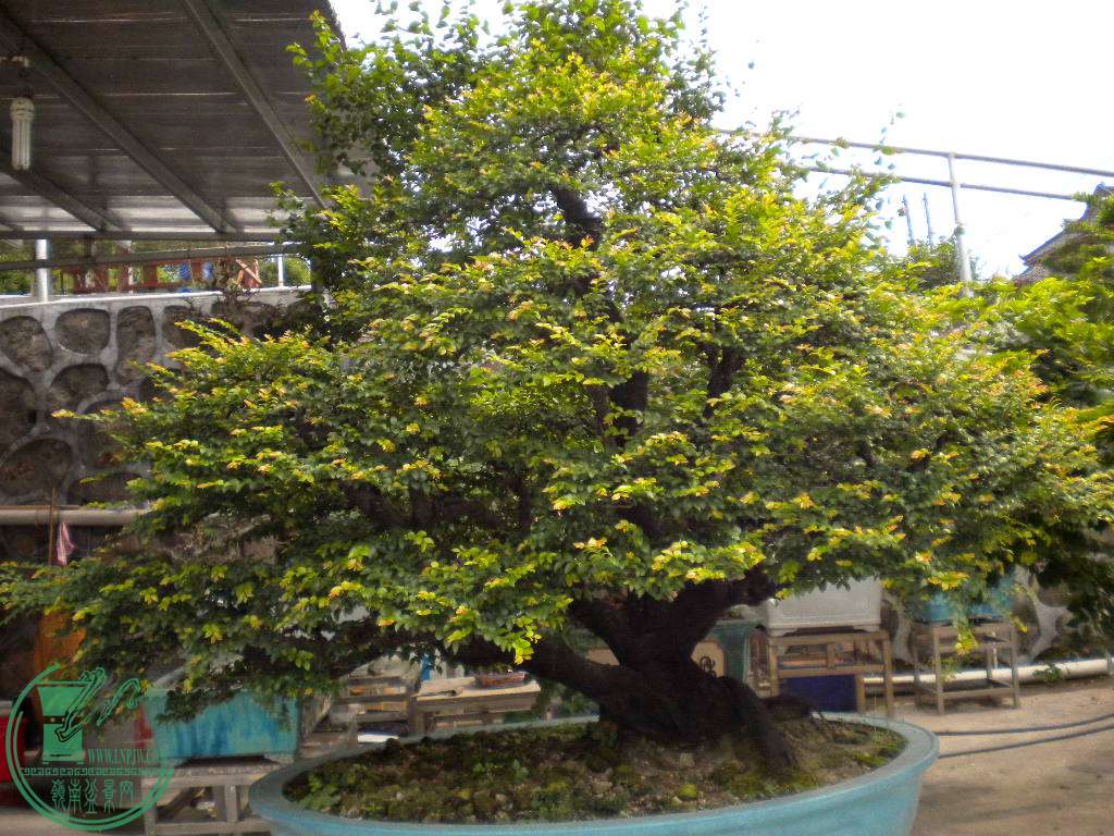 DSCN8136.JPG