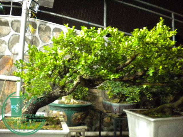 DSCN8065.JPG