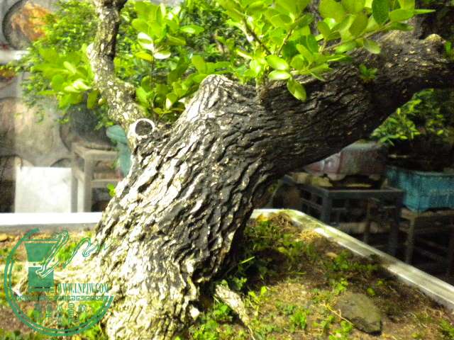 DSCN8066.JPG