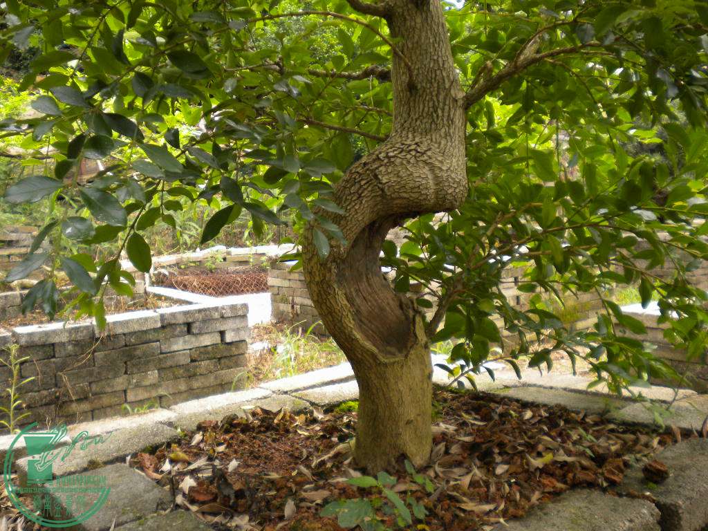 DSCN8243.JPG