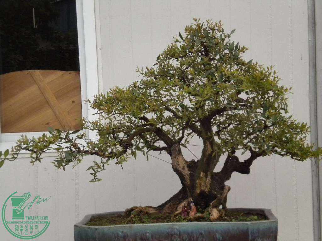 DSCN8238.JPG