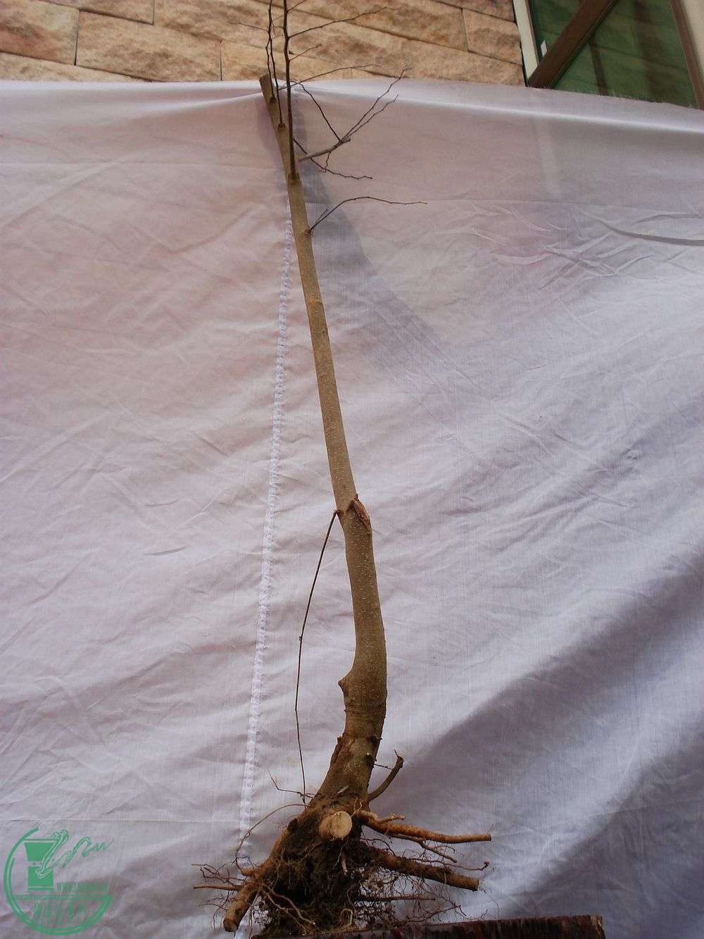 005A;2012221.JPG