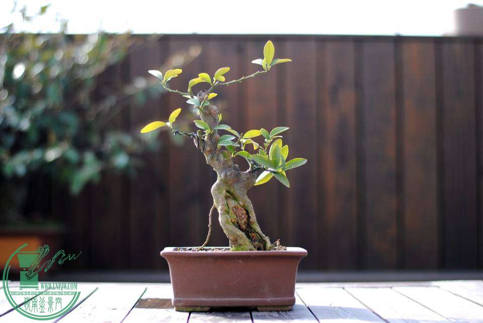 085132iopaqsmt5o0iqay7.jpg.thumb.jpg