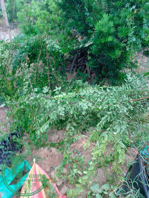 IMG20150707011_.jpg