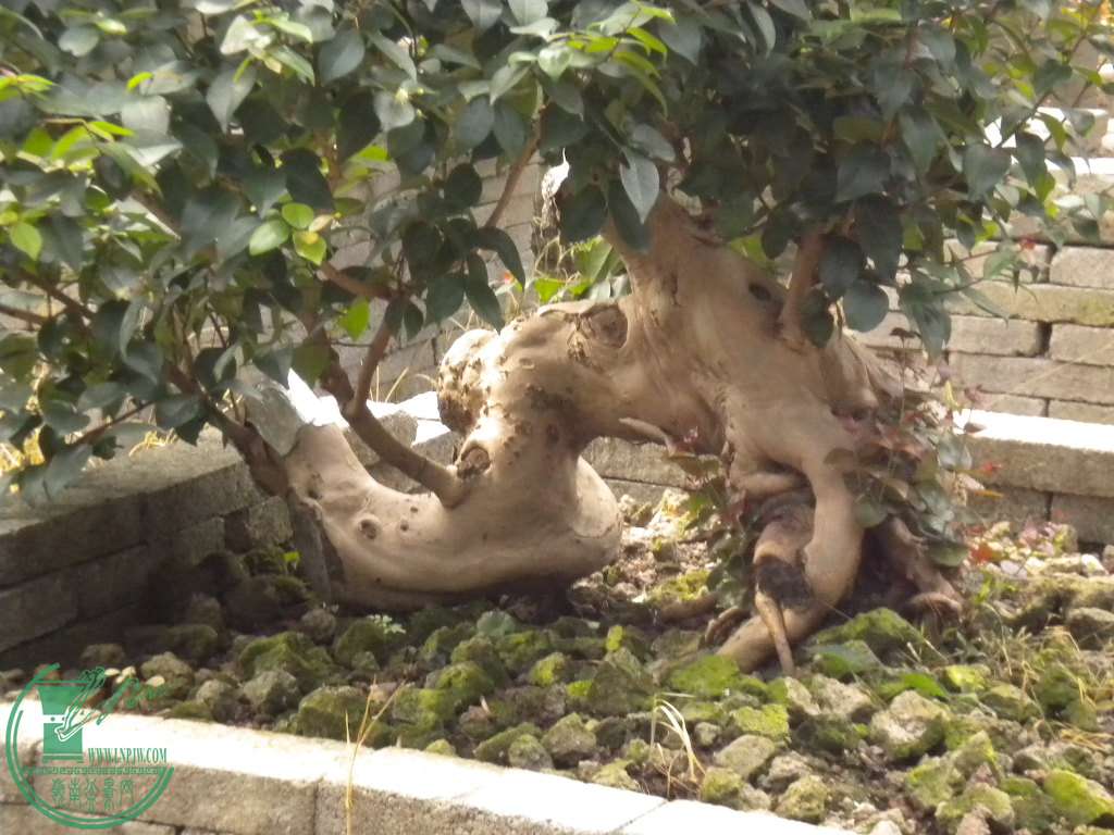 DSCN8151.JPG