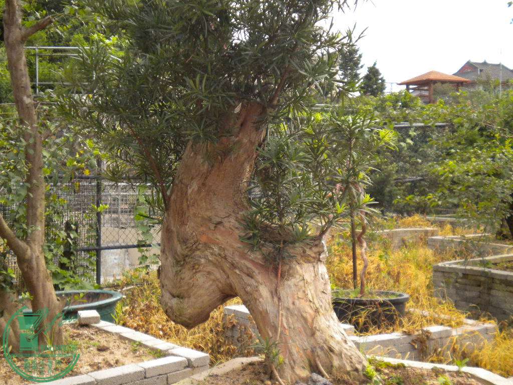 DSCN8170.JPG