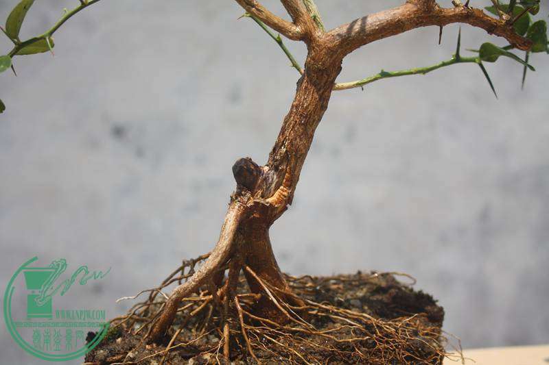 Ƭ20131026ۺ 3491.jpg
