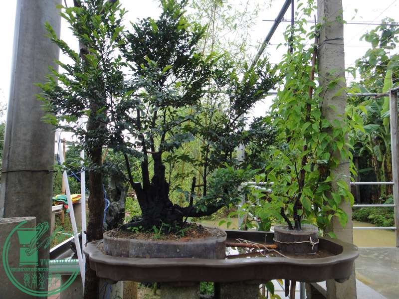 DSC09307.jpg