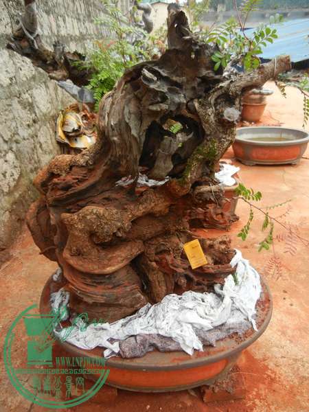 zq 002.JPG
