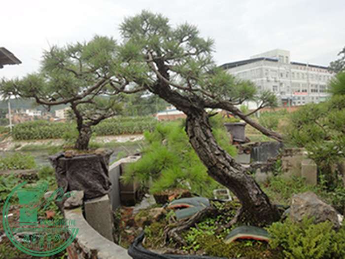 DSC03217.jpg