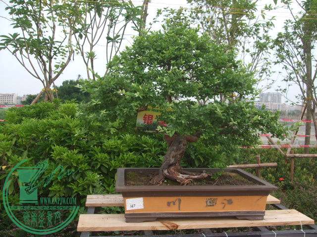DSCF1143.JPG