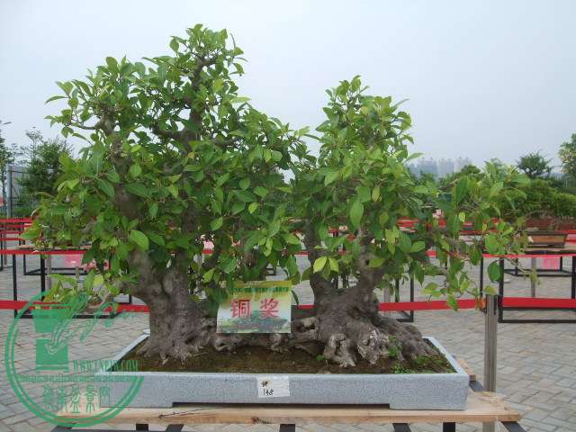 DSCF1146.JPG