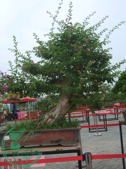DSCF1150.JPG