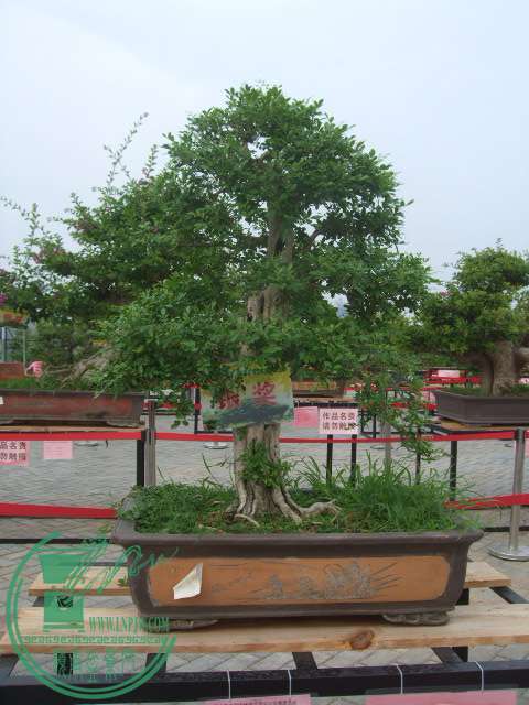 DSCF1155.JPG