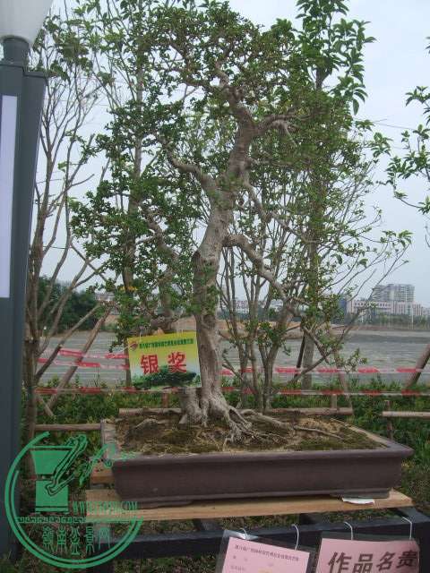 DSCF1163.JPG
