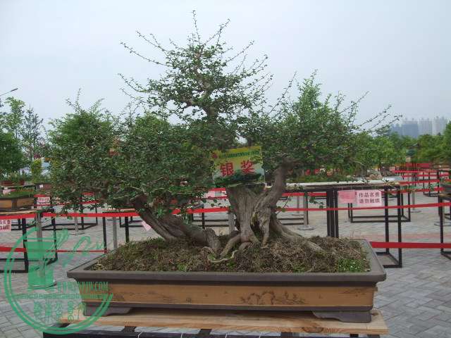 DSCF1169.JPG