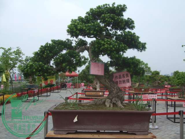 DSCF1176.JPG