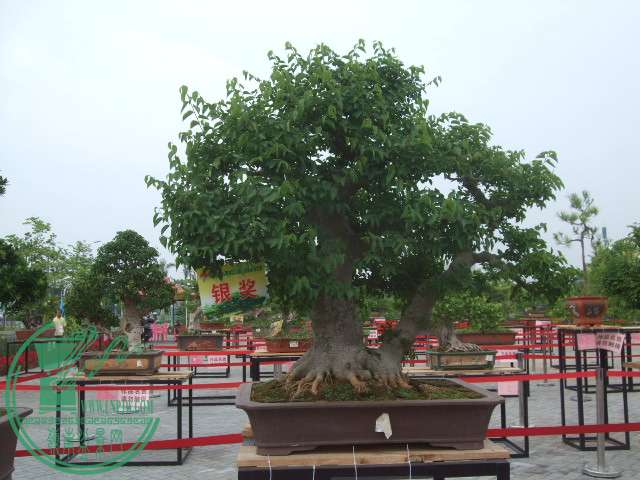 DSCF1177.JPG