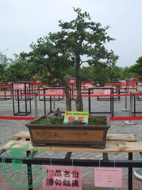 DSCF1194.JPG