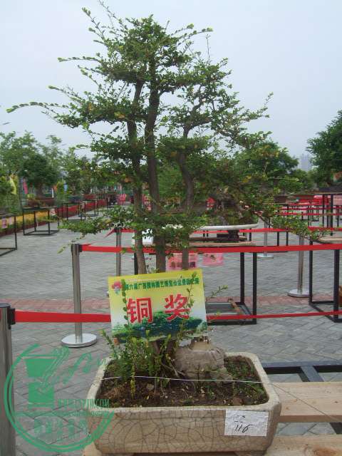 DSCF1199.JPG