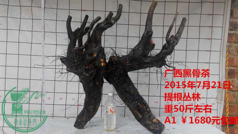 IMG_20150721_145119_.jpg