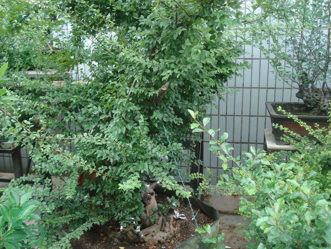 С DSC00045.JPG
