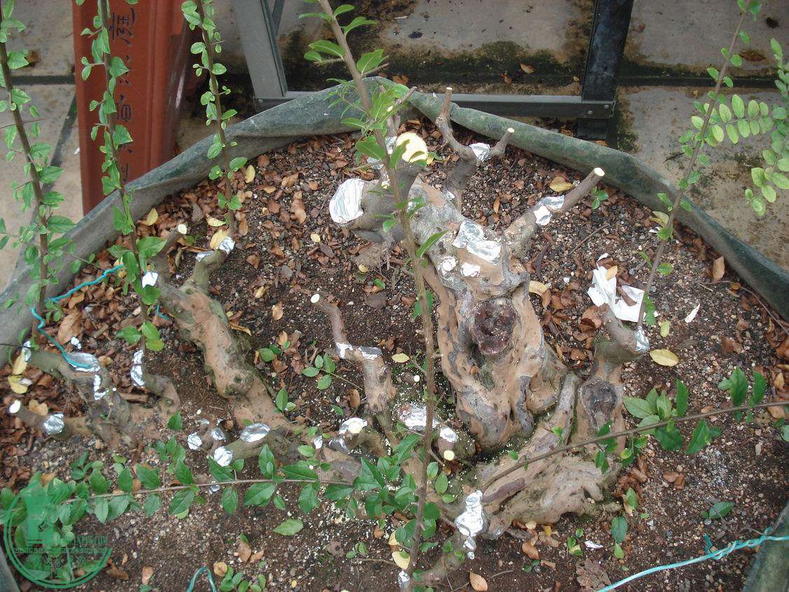 С DSC00051.JPG