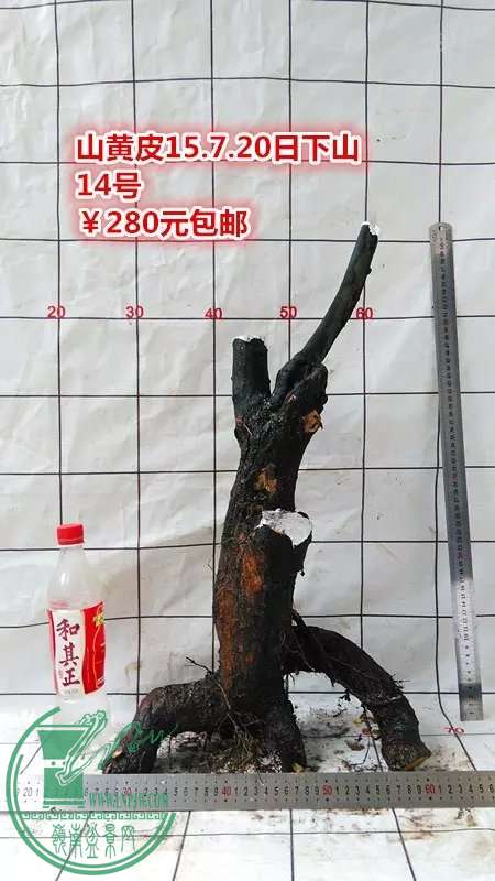 psb (83).jpg