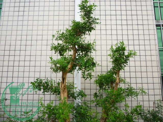 P1080391.JPG