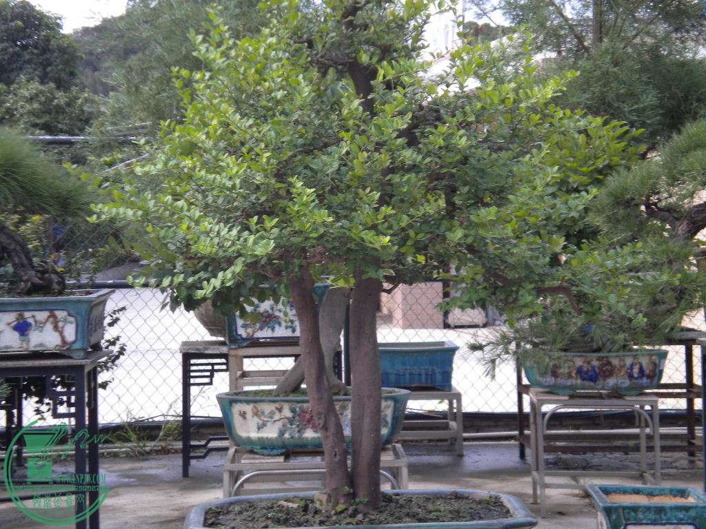 DSCN8395.JPG