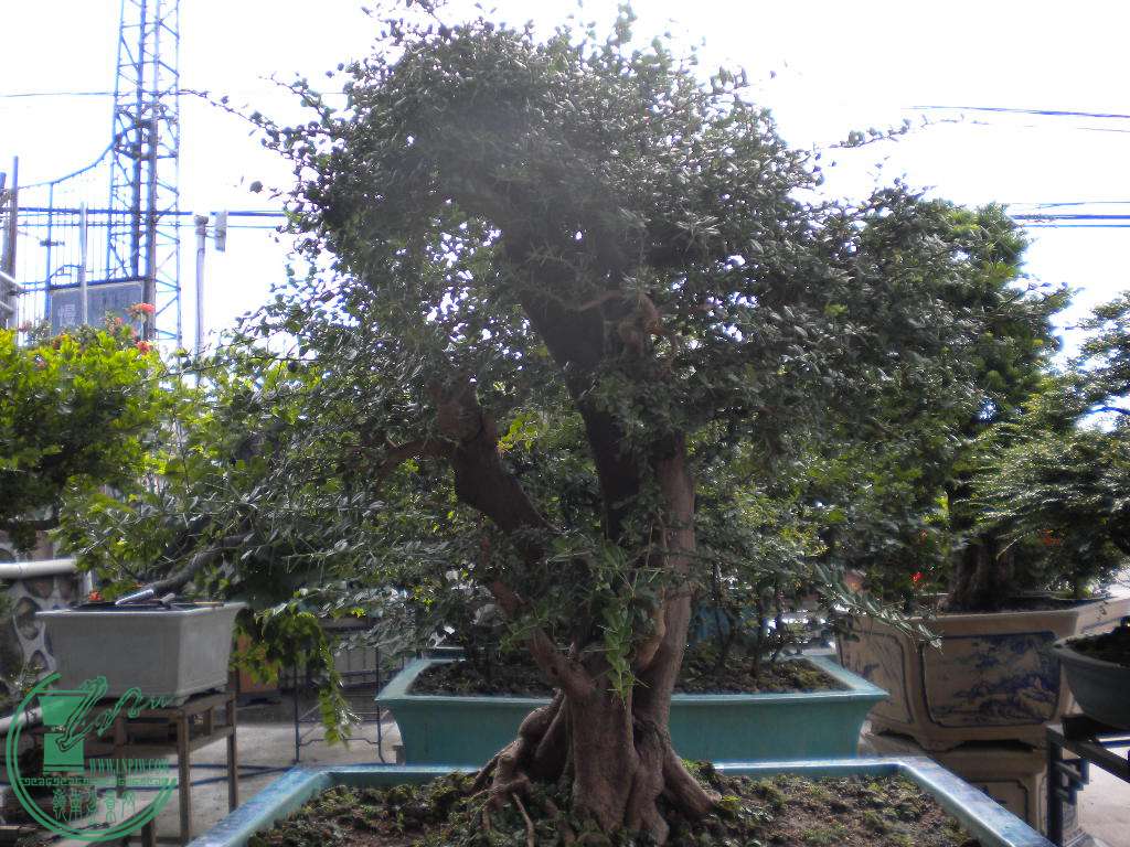 DSCN8394.JPG