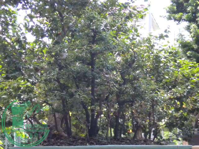 DSCN8314.JPG