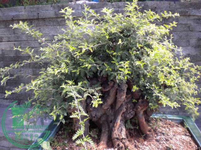 DSCN8313.JPG