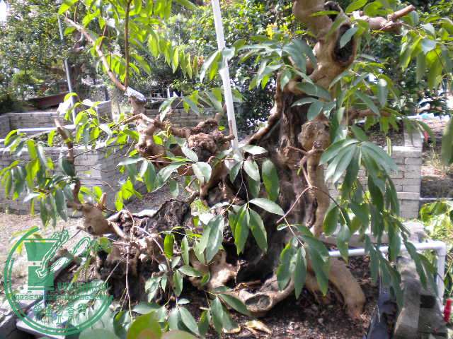 DSCN8315.JPG