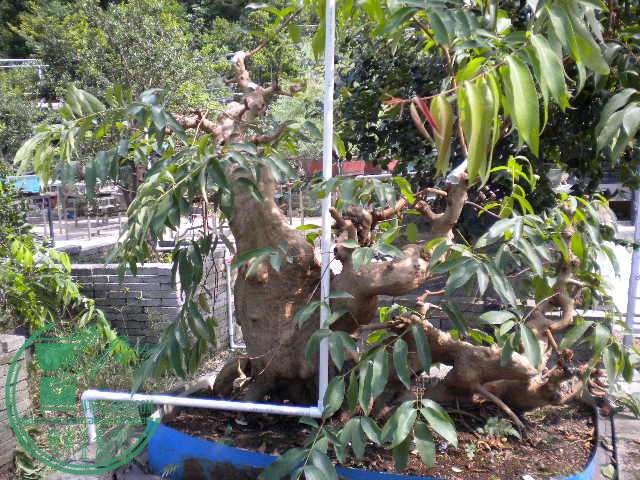 DSCN8316.JPG