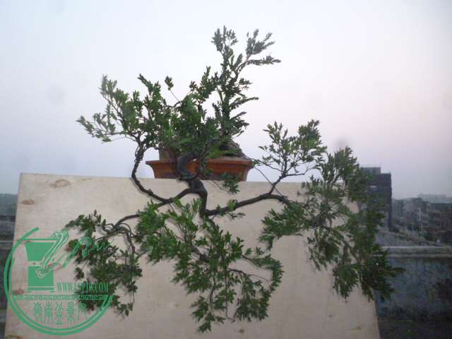 P1120408.JPG