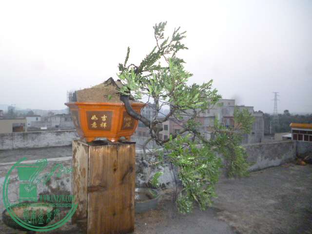 P1120396.JPG