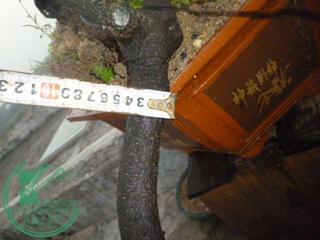 P1120398.JPG