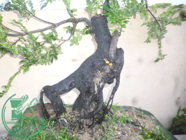 P1140534.JPG