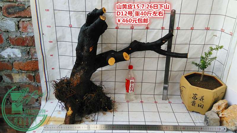 IMG_20150726_181331_.jpg
