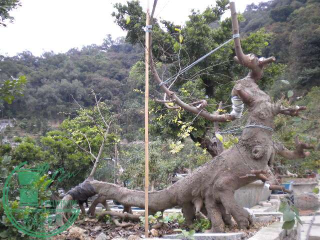 DSCN7860.JPG