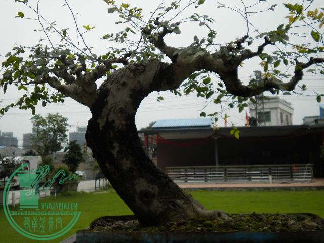 DSCN8027.JPG