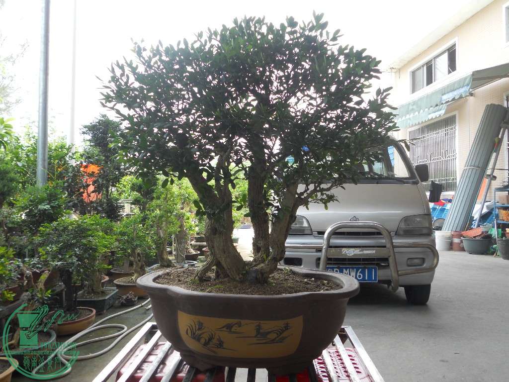 DSCN1235Ɨ.jpg
