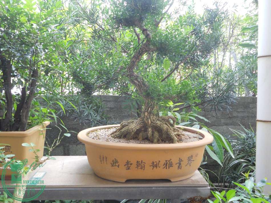 DSCN1157.jpg