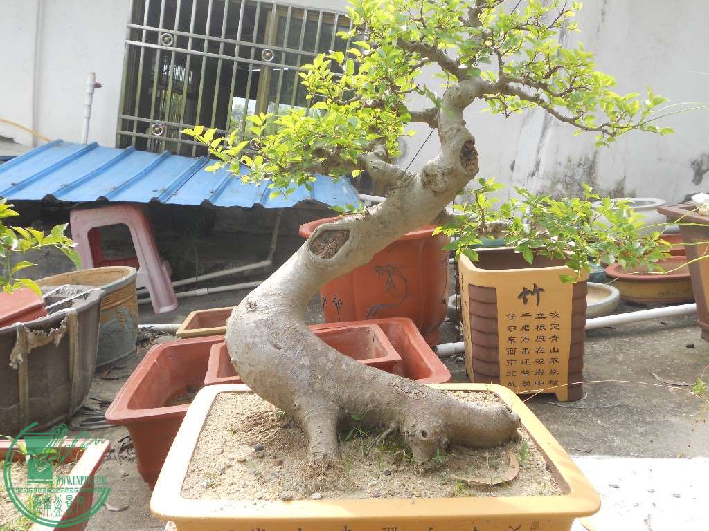 DSCN1164.jpg