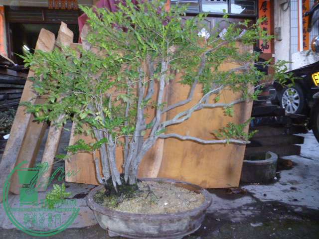 P1140550.JPG
